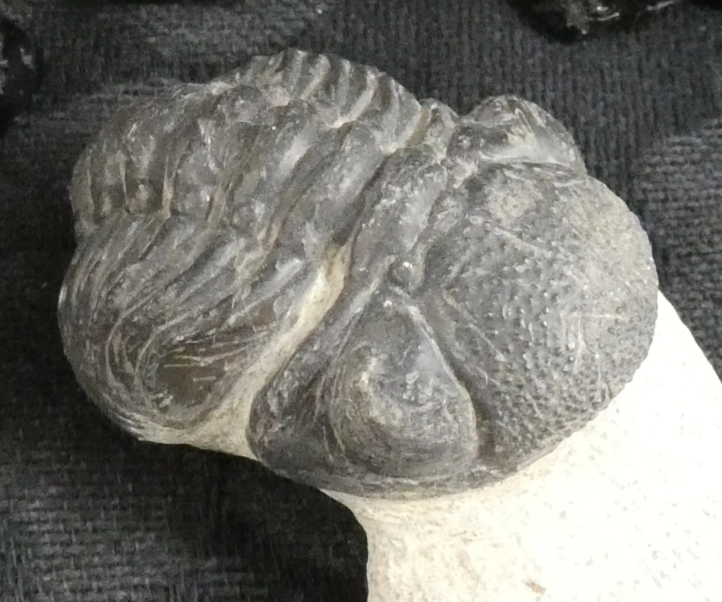 Genuine Fossilized Trilobite