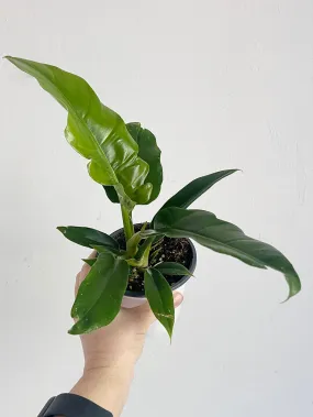 Jungle Boogie Philodendron